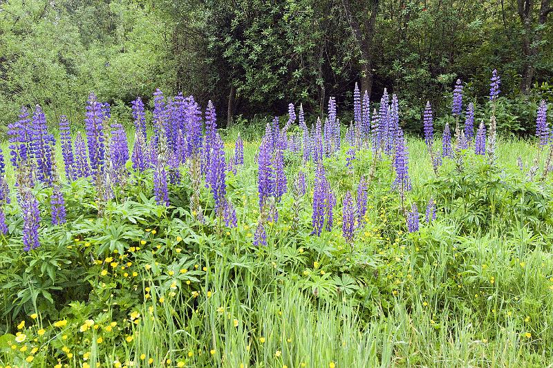 20071218 093103 D200 3900x2600.jpg - Some of the flora at the Simpton interpretive Centre